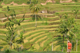 Tarasy ryżowe w okolicach Ubud na Bali. /fot. Mieczysław Pawłowicz